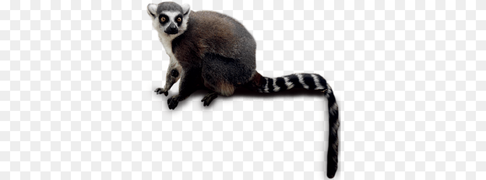 Download Lemur Lemur, Animal, Mammal, Monkey, Wildlife Free Png