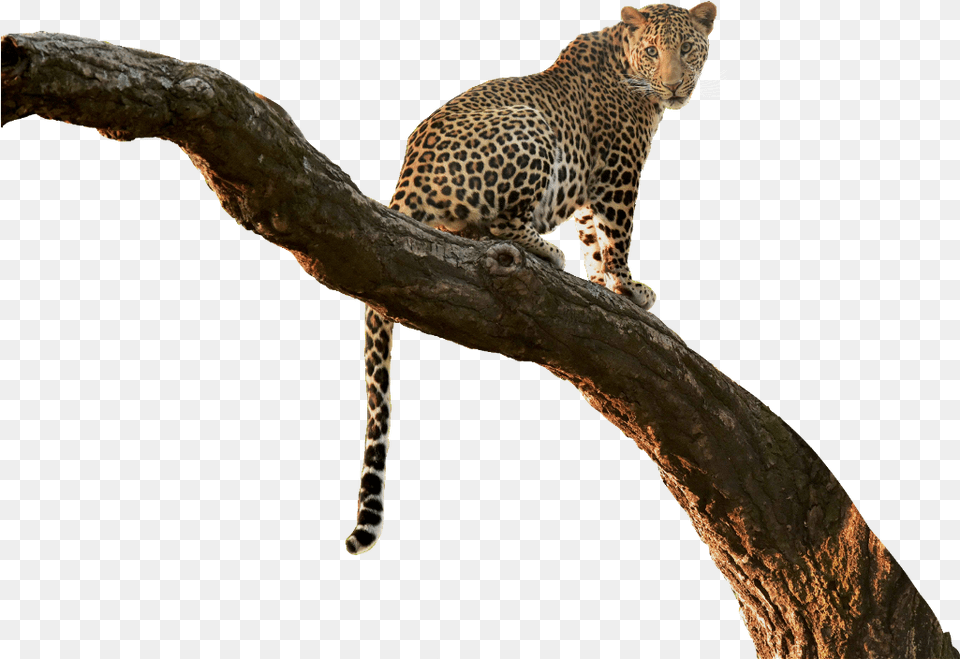 Download Leopard Cutout Tree Branch Jungle Overlay Jungle Tree Branch, Animal, Mammal, Panther, Wildlife Free Png