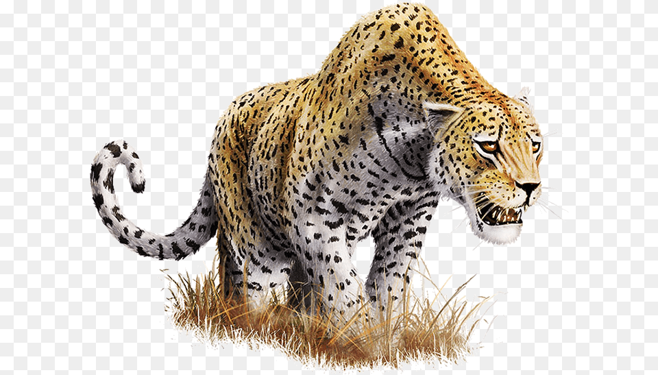 Download Leopard Download Leopard, Animal, Cheetah, Mammal, Wildlife Png