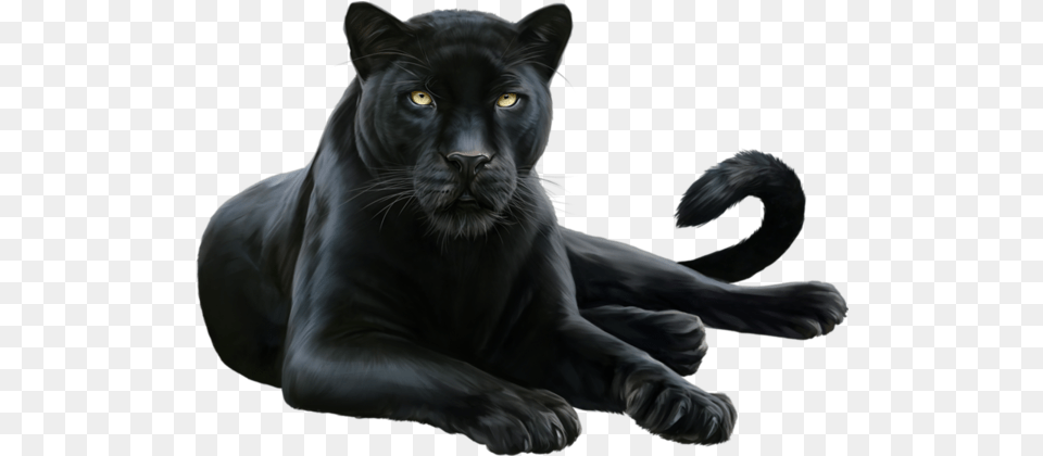 Download Leopard Felidae Black Cougar Panther Black Panther Animal, Mammal, Wildlife, Cat, Pet Free Transparent Png