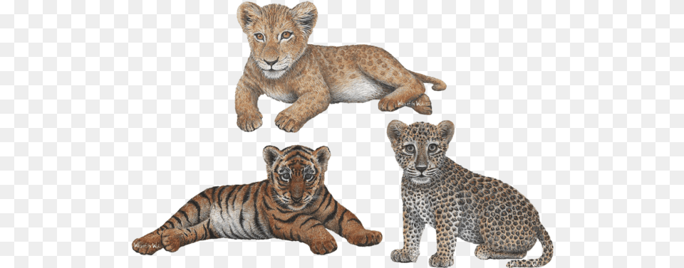 Download Leopard Jungle Animals Lion Cub Wall Leopard And Lion Cub, Animal, Mammal, Wildlife, Tiger Free Transparent Png