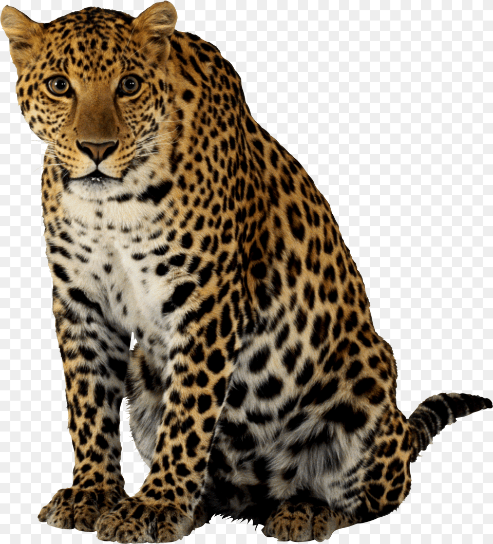 Download Leopard Sitting For Leopard Png Image