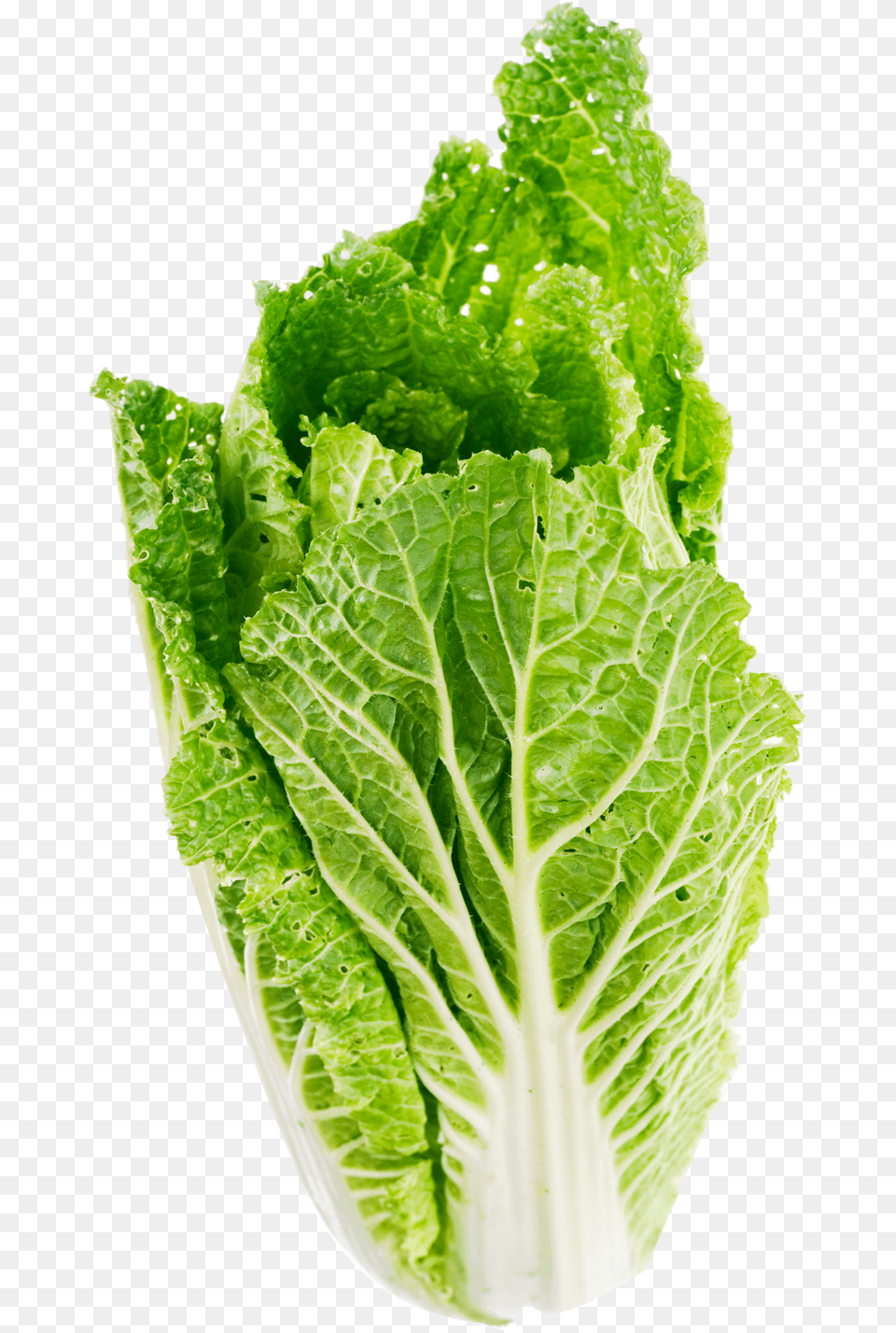 Lettuce Leaf Image For Lettuce, Food, Plant, Produce, Vegetable Free Png Download