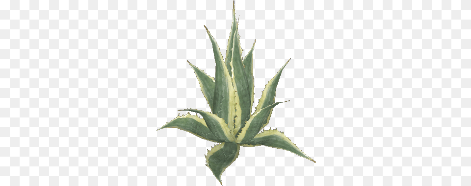 Download Library Wiki Agave, Plant, Aloe Free Transparent Png