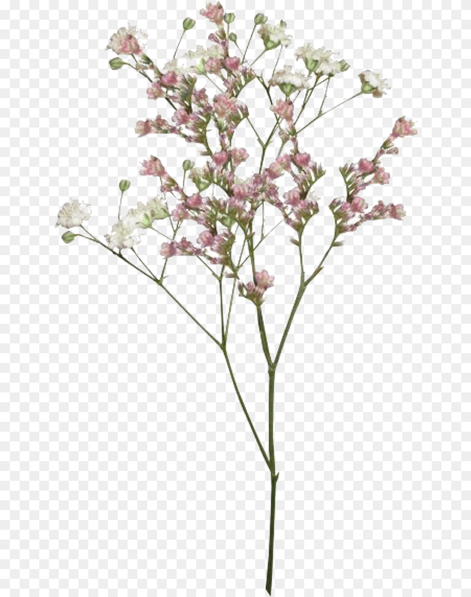 Download Like Or Reblog If Used Aesthetic Vintage Aesthetic Flower Sticker, Plant, Flower Arrangement, Apiaceae, Grass Png Image