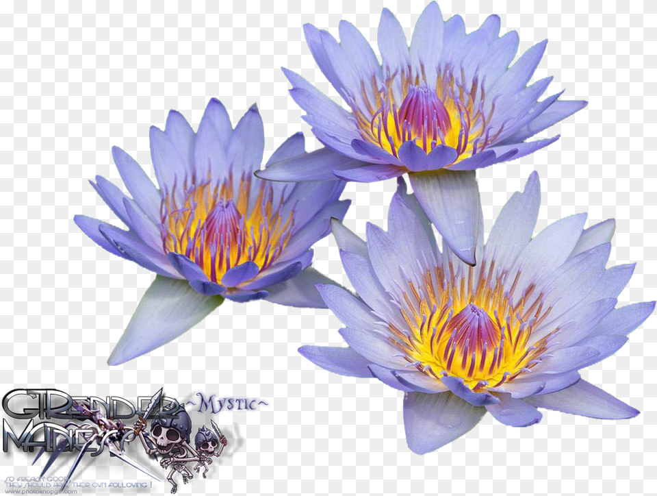 Download Liked Like Share Water Lilies With No Water Lilies, Flower, Lily, Plant, Pond Lily Free Png