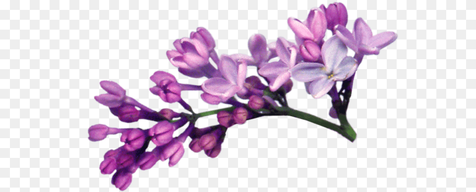 Lilac File Transparent Lilac Flower, Plant Free Png Download