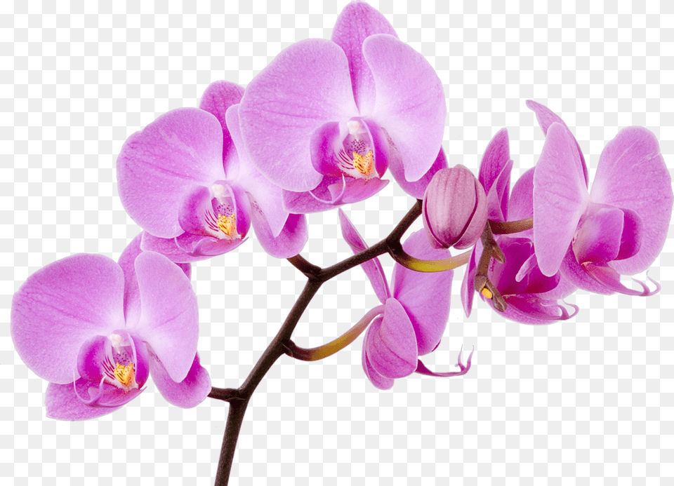 Download Lilies Flower Singapore Moth Water Orchids Orchid Background Orchid Clip Art, Plant Png
