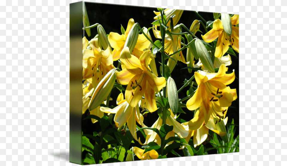 Download Lilies Yellow Lily Art Prints Floral Basle Lily Lily Flower, Plant, Petal Free Png