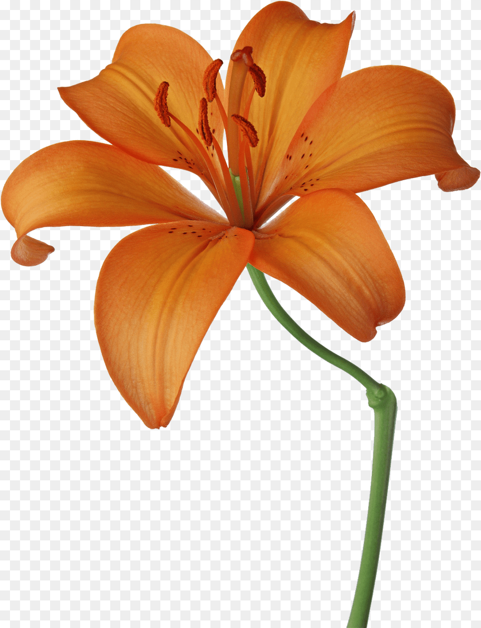 Download Lillies Drawing Orange Lily Orange Lily Flower Transparent, Plant, Anther Free Png
