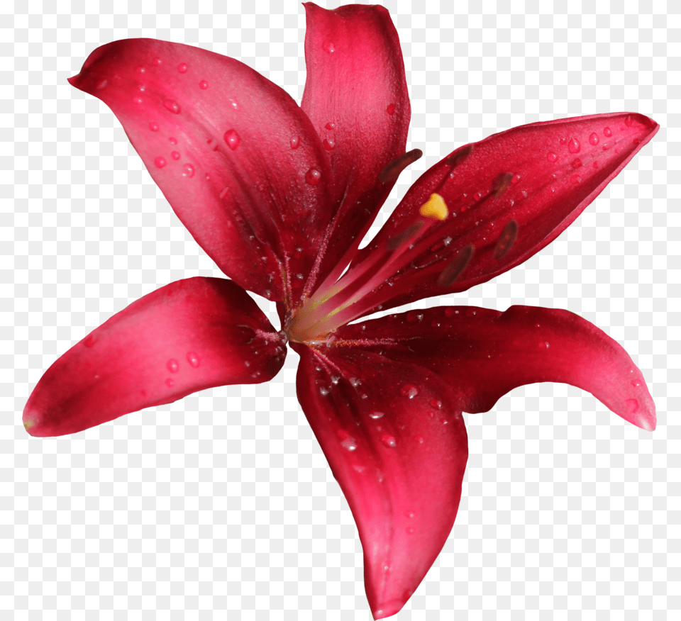 Download Lily Red Lily Flower, Plant, Petal Free Transparent Png