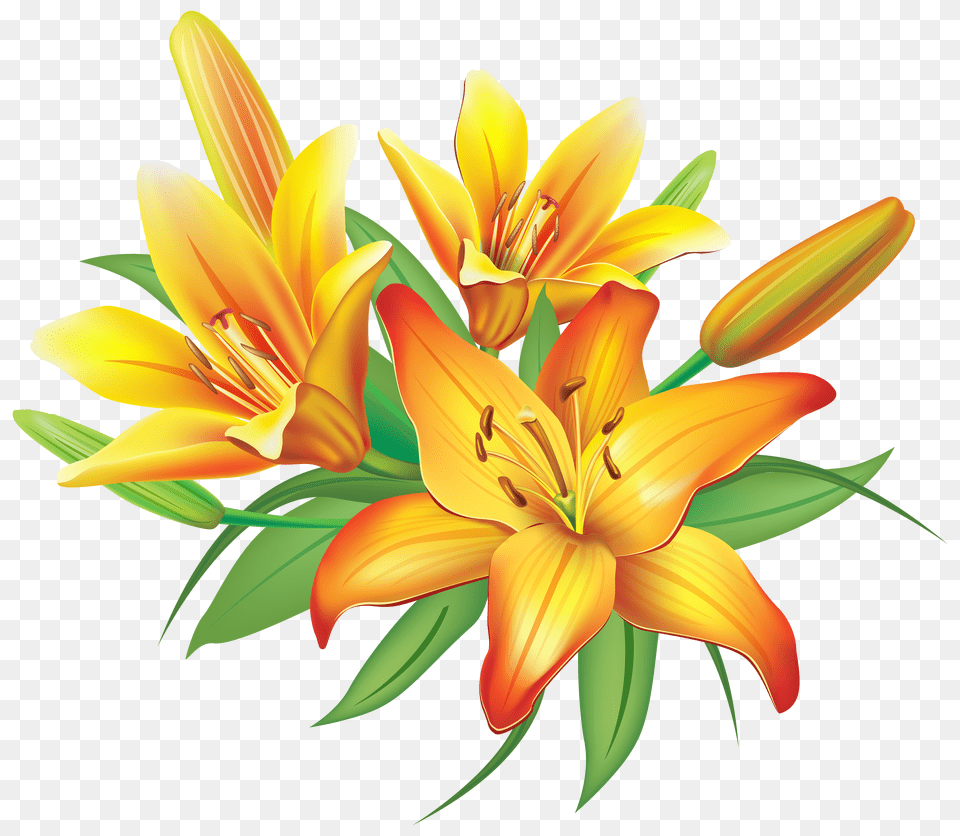 Download Lily Free Transparent And Clipart Lilies Flower Clipart Png Image