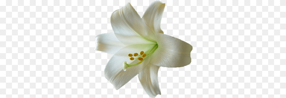 Lily Hq Image Easter Lily Background, Flower, Plant Free Png Download