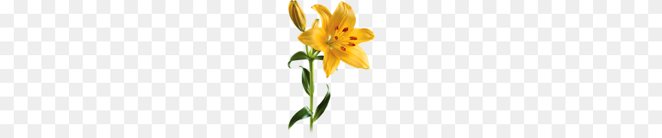 Lily Photo Images And Clipart Freepngimg, Flower, Plant, Anther Free Png Download