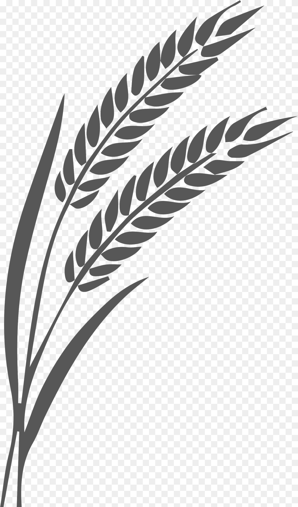 Download Linea De Trigo Wheat Black And White, Grass, Plant, Food, Grain Free Png