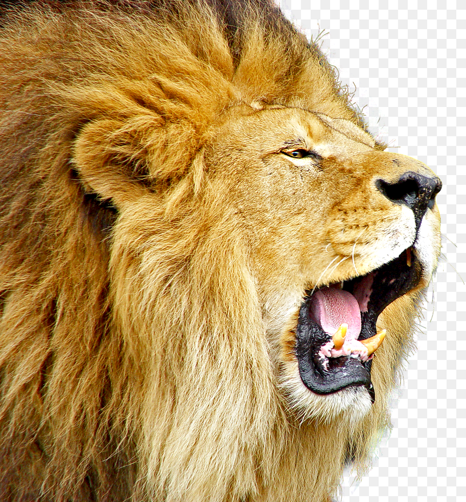 Lion Roar Roaring Lion Hd, Stencil Free Png Download