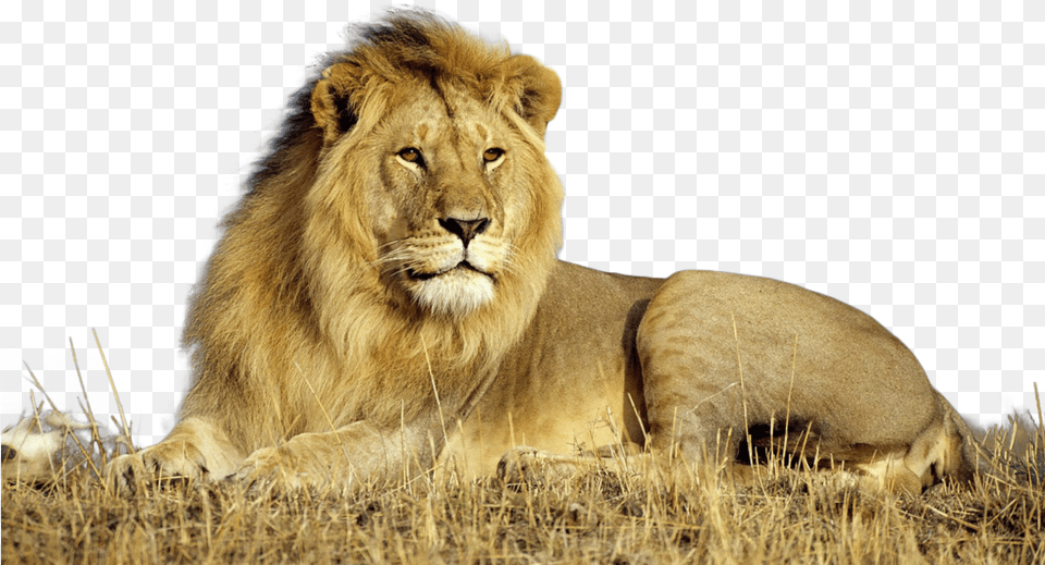 Lion Transparent Images Transparent Backgrounds, Animal, Mammal, Wildlife, Bear Free Png Download