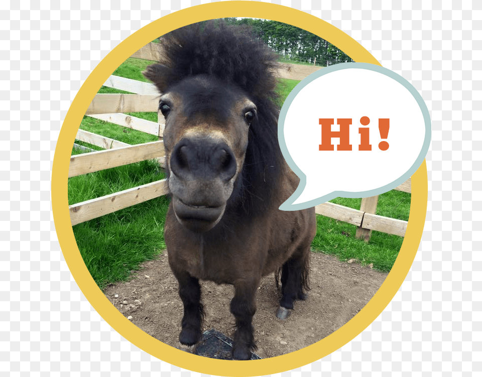 Little Alf Says Hello Working Animal, Photography, Colt Horse, Horse, Mammal Free Png Download