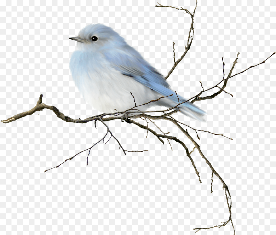 Download Little Blue Bird Would Be Neat To Frame Pastels Or Water Color Bird Clipart, Animal, Jay, Bluebird Free Transparent Png