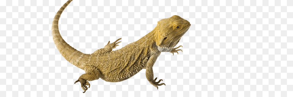 Download Lizard Clipart Bearded Dragon Central Bearded Dragon, Animal, Reptile, Iguana, Gecko Png Image