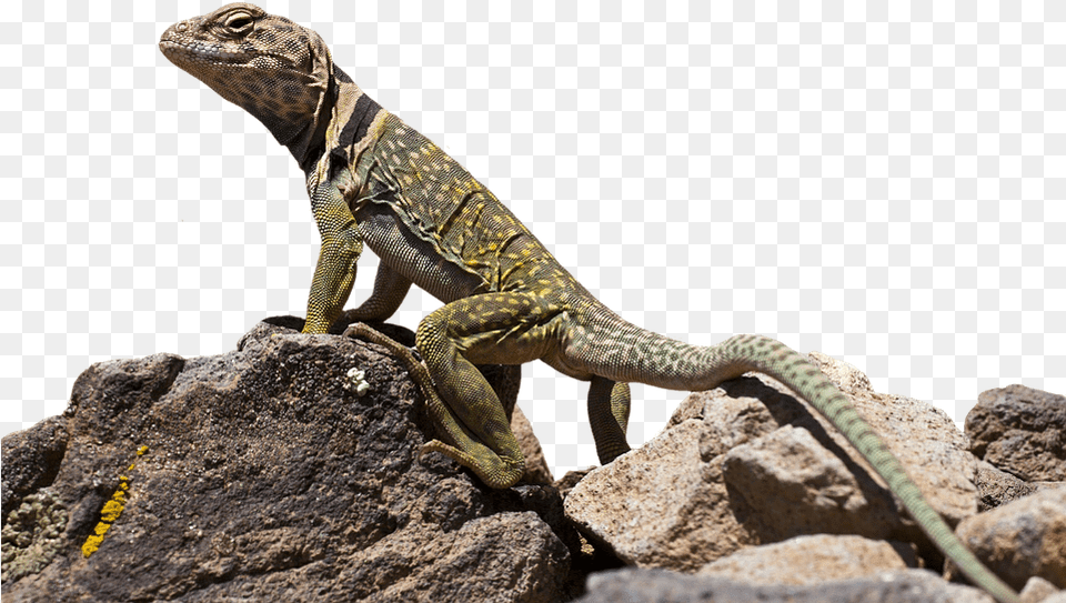 Download Lizard Images Backgrounds Eidechse, Animal, Reptile, Gecko, Iguana Png Image