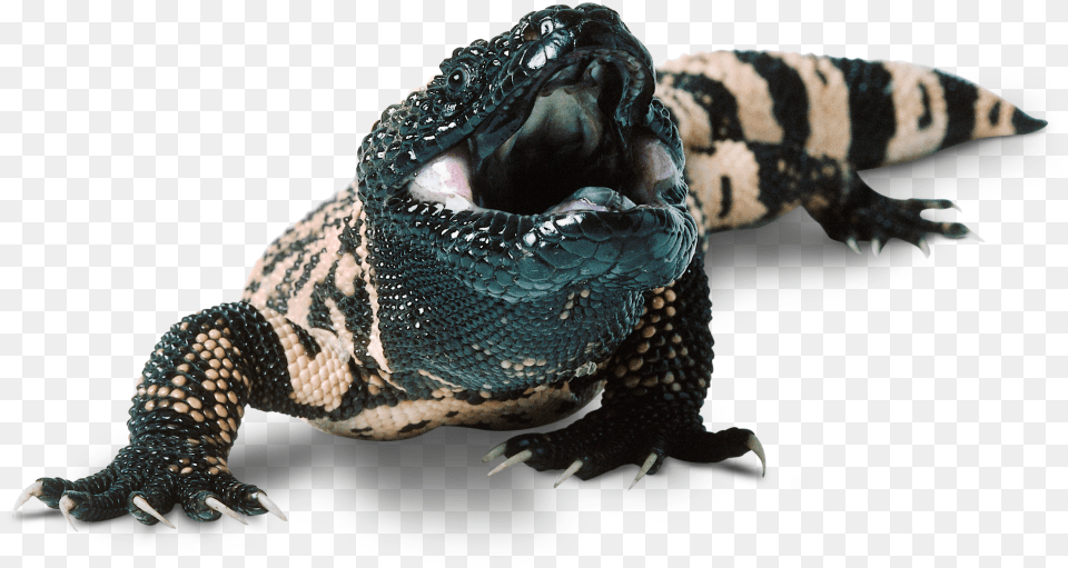 Download Lizard Images Mexican Beaded Lizard Facts, Animal, Reptile, Electronics, Hardware Png Image