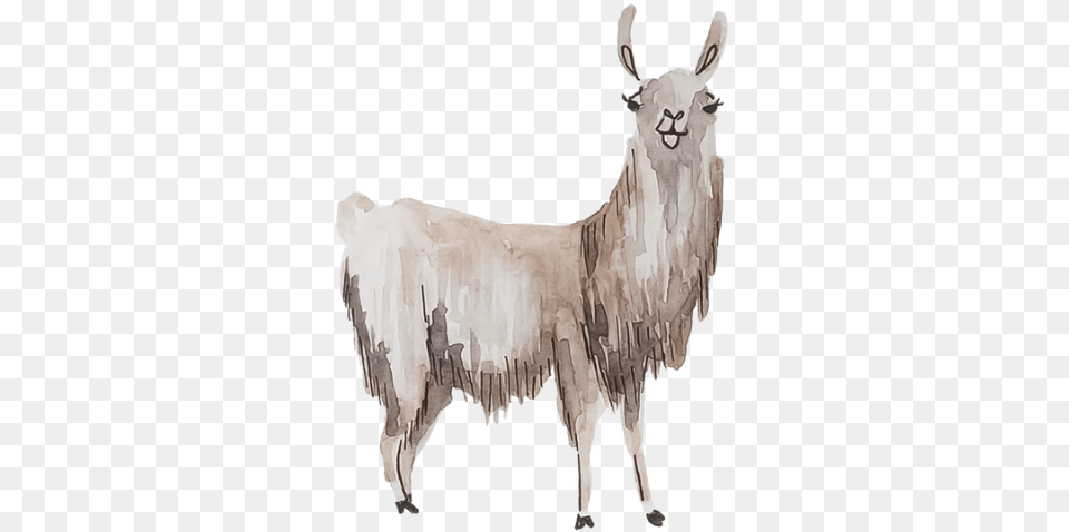 Llamas Are Lovely Alpaca Watercolor Llama Full Llama, Livestock, Animal, Mammal, Goat Free Png Download