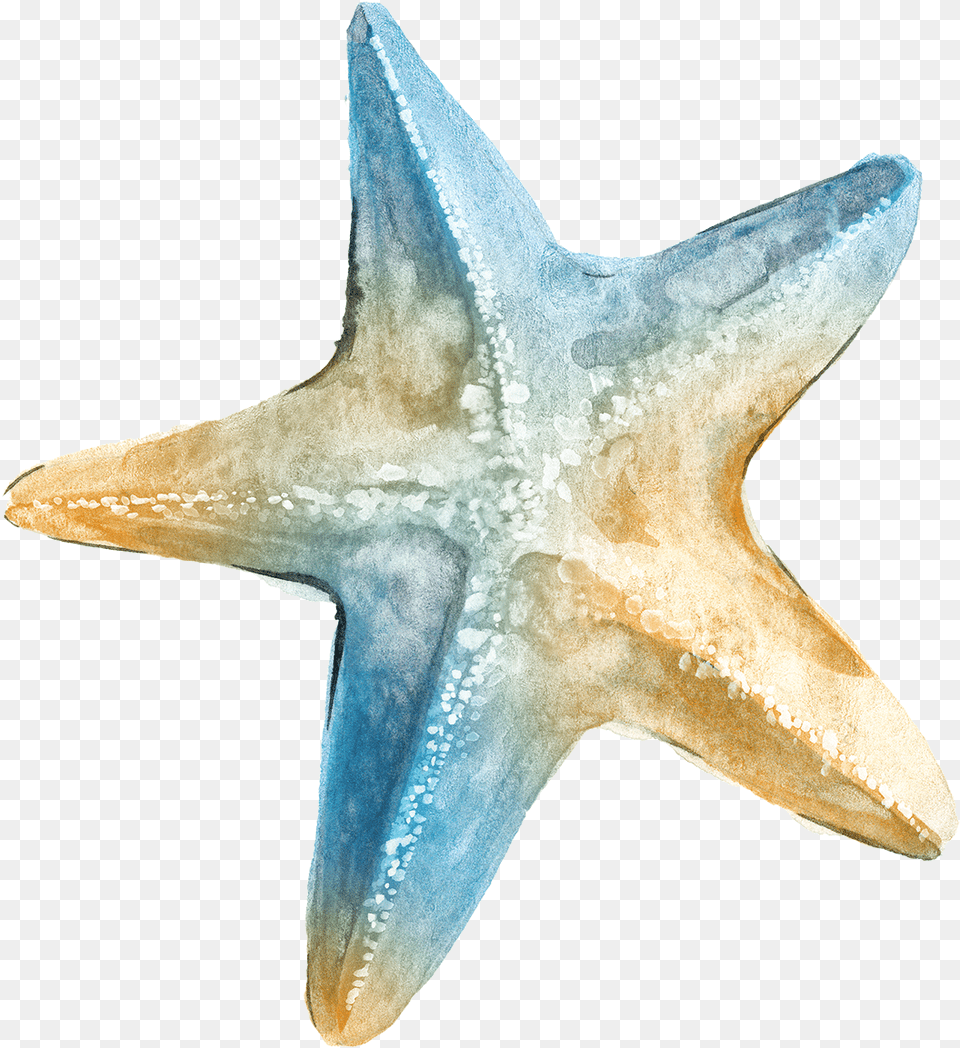 Download Logo Ta Clip Art Background Sea Star Watercolor Starfish, Animal, Sea Life, Invertebrate, Fish Png