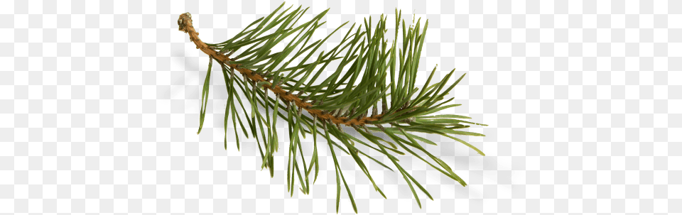Download Long Needle Pine Clip Art Pond Pine, Conifer, Fir, Plant, Tree Png