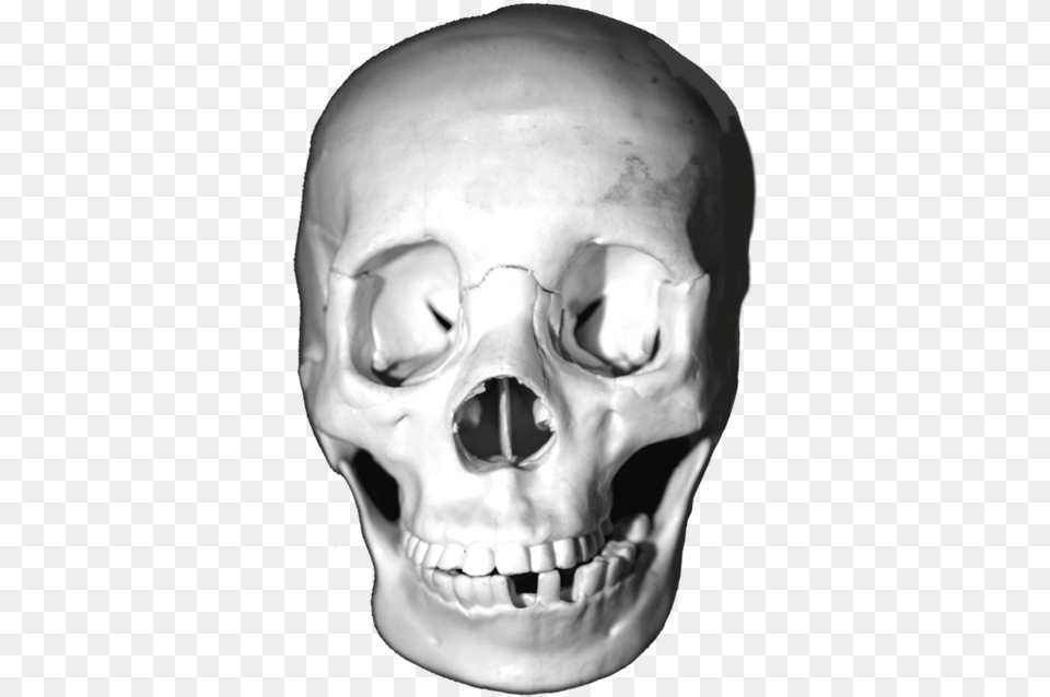 Download Lots Of Skull Head Skulls Animal Skull, Baby, Person, Face, Body Part Free Png