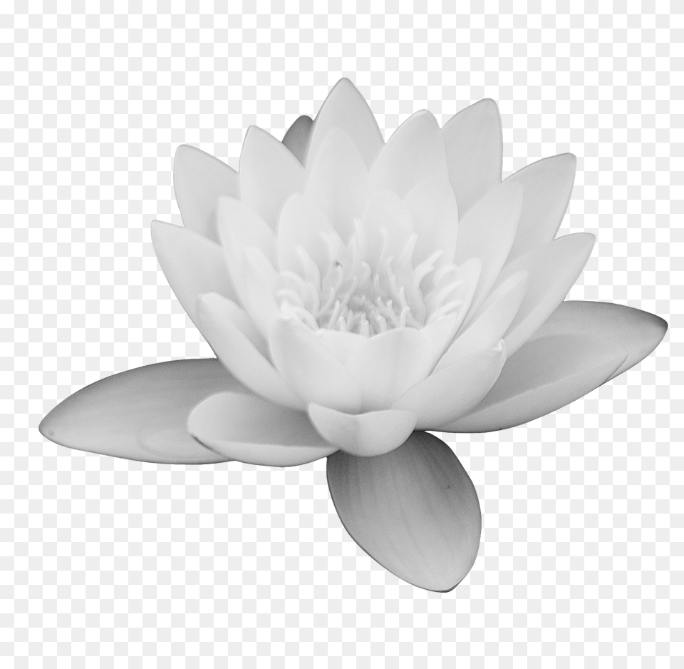 Download Lotus Flower Images Sacred Lotus, Plant, Lily, Dahlia, Pond Lily Png Image