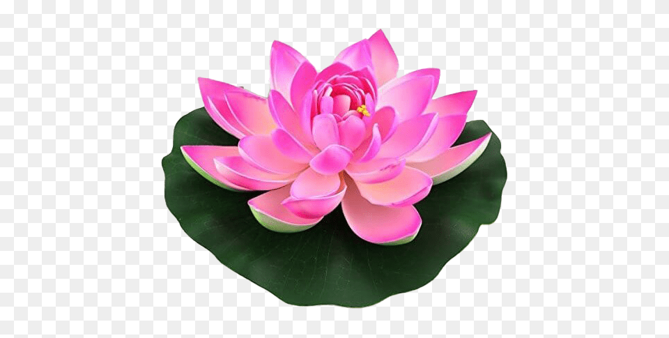 Lotus Flower Lotus Flower, Dahlia, Plant, Lily, Petal Free Png Download