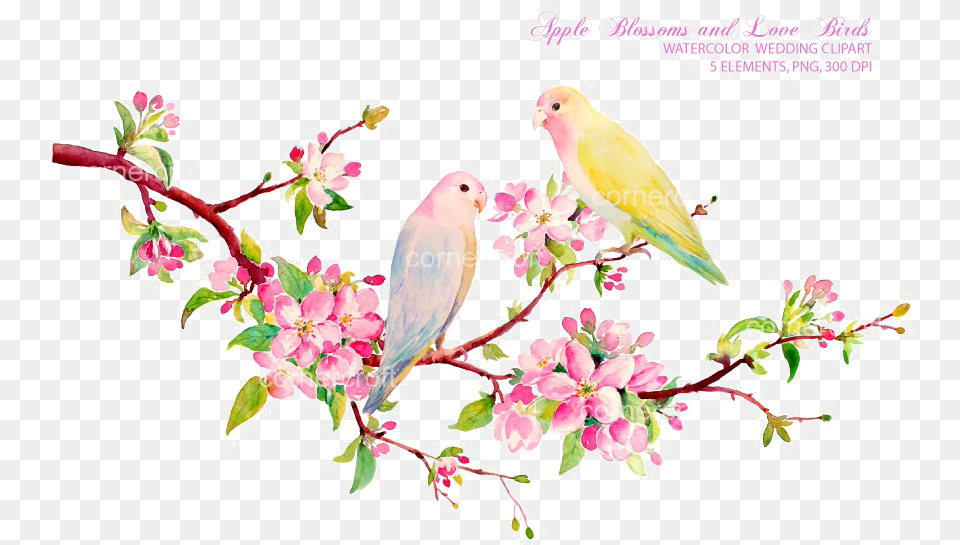 Download Love Birds Image Watercolor Clip Art Flowers, Animal, Bird, Parakeet, Parrot Free Png