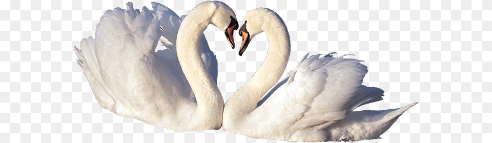 Download Love Birds Portable Network Graphics Trumpeter Swan Birds, Animal, Bird Png Image