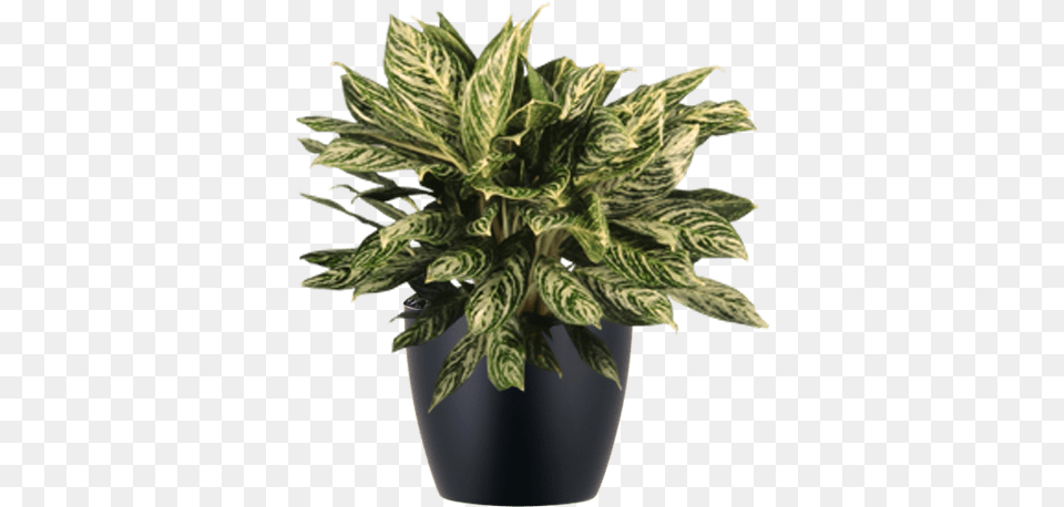 Download Low Light Indoor Aglaonema Flowerpot, Jar, Leaf, Plant, Planter Png Image