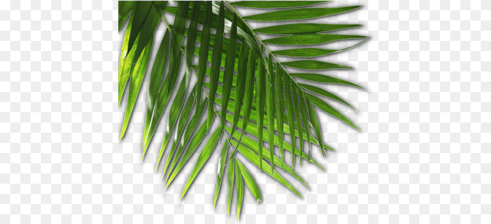 Download Luau Image With No Luau, Leaf, Palm Tree, Plant, Tree Png