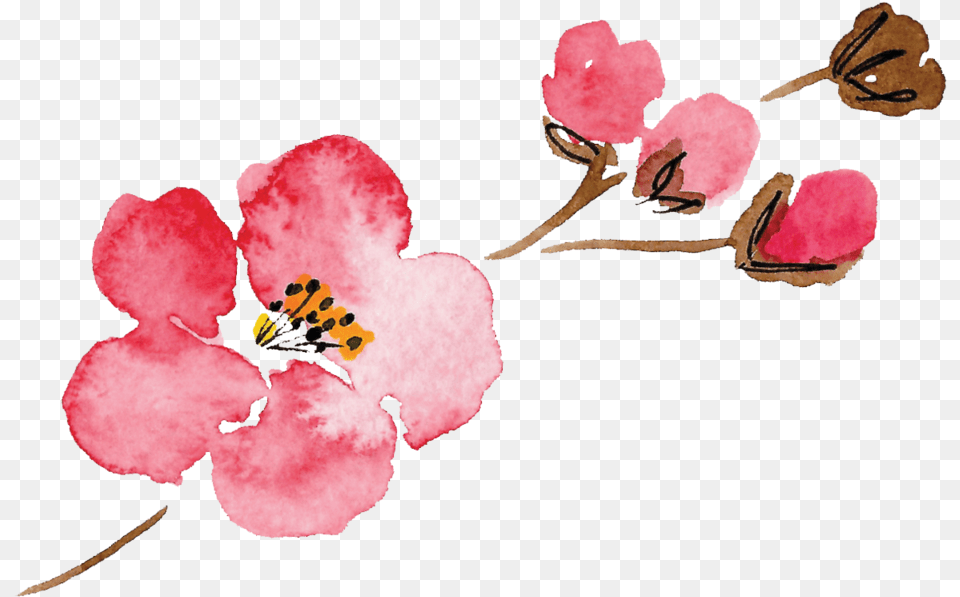 Download Luella Acres Flower Only Pink Watercolor Flowers, Petal, Plant, Geranium, Cherry Blossom Free Transparent Png