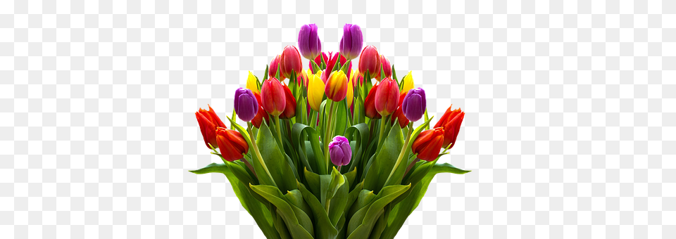 Download Lukisan Bunga Tulip Tulips Flowers, Flower, Flower Arrangement, Flower Bouquet, Plant Png