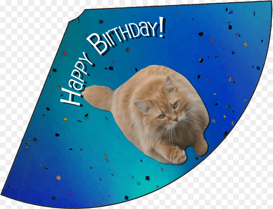 Download Luna Blue Confetti Birthday Hat Party Hat Birthday, Animal, Cat, Mammal, Pet Free Png