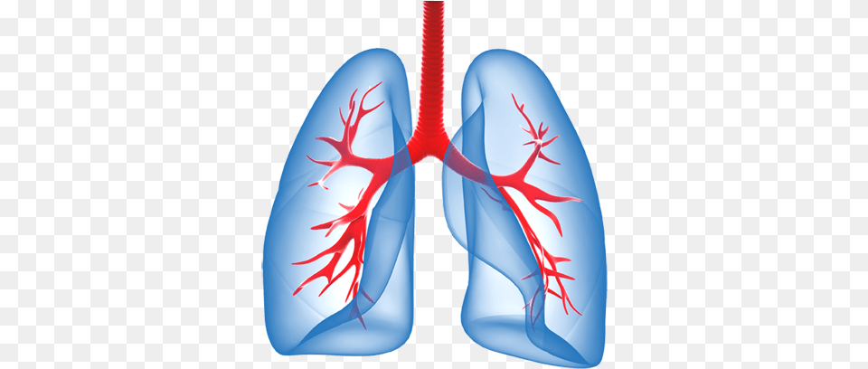 Download Lungs Free Png