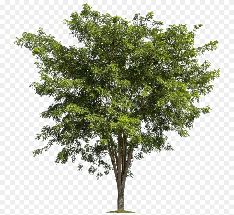 Download Lush Trees Tree Forest Branch Background Tree, Oak, Plant, Sycamore, Maple Png Image