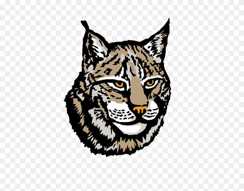 Download Lynx Lynx, Animal, Wildlife, Mammal, Face Png Image