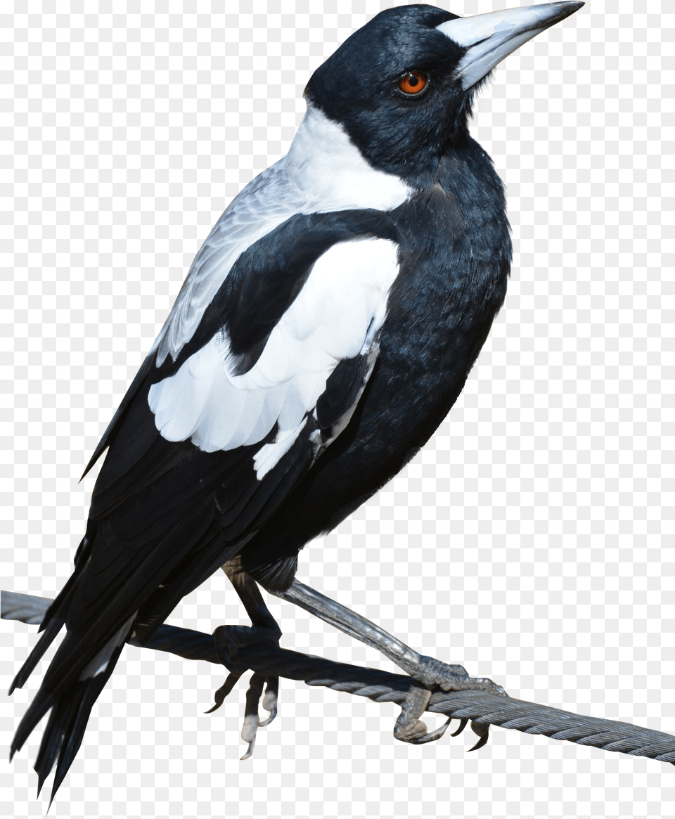 Download Magpie Bird For Free Birds Transparent Background, Animal Png Image