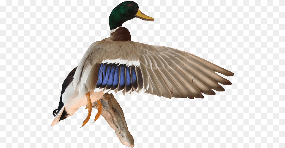 Download Mallard Background For Designing Projects Mallard Duck Background, Animal, Anseriformes, Bird, Waterfowl Free Transparent Png