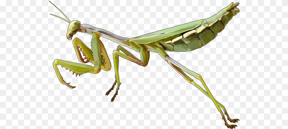 Download Mantis Pic Mantis, Animal, Insect, Invertebrate, Person Png