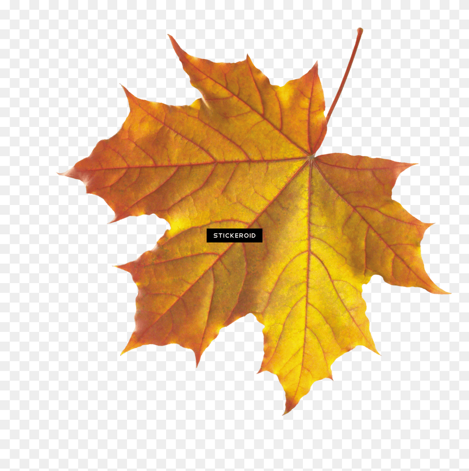 Download Maple Leaf Autumn Leaves Septmber September Real Fall Leaf Free Transparent Png