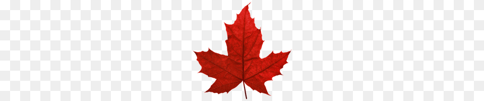 Download Maple Leaf Photo Images And Clipart Freepngimg, Plant, Tree, Maple Leaf Png Image
