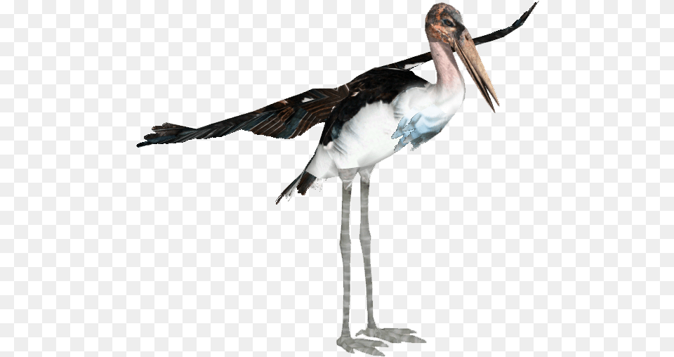 Download Marabou Stork Mariibou Stork Full Size Water Bird, Animal, Waterfowl Png Image