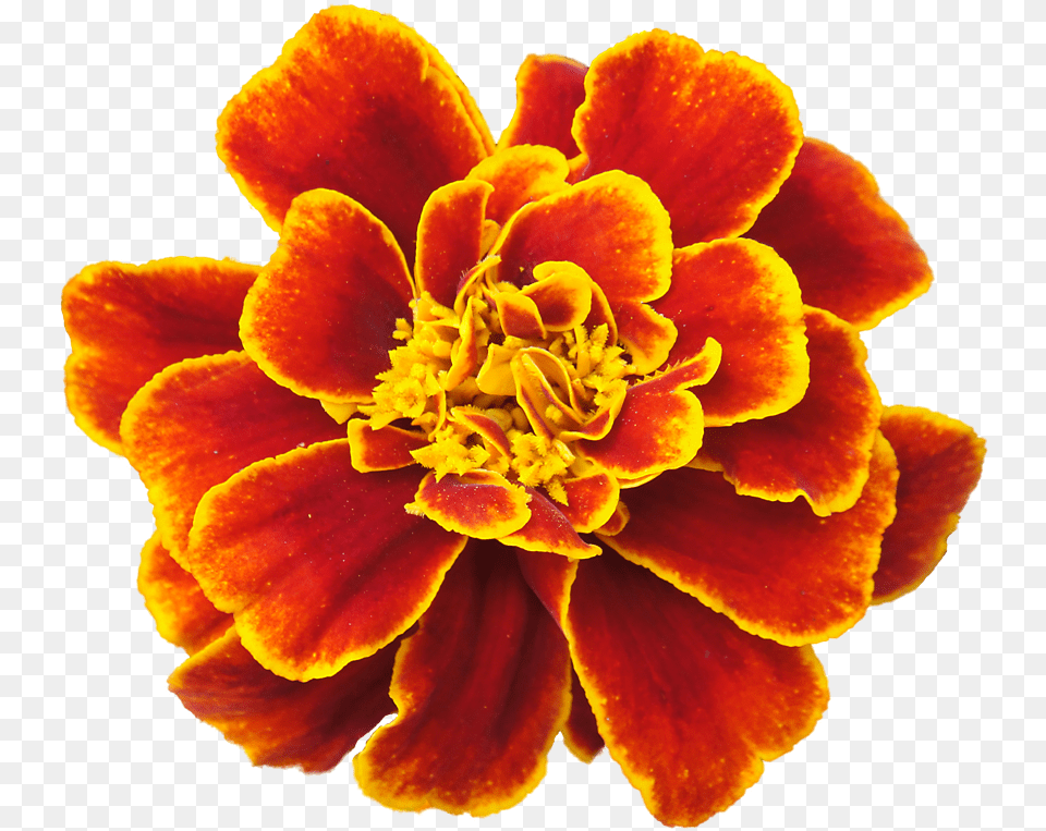 Download Marigold Clipart Marigold Flower Drawing, Dahlia, Geranium, Petal, Plant Free Transparent Png