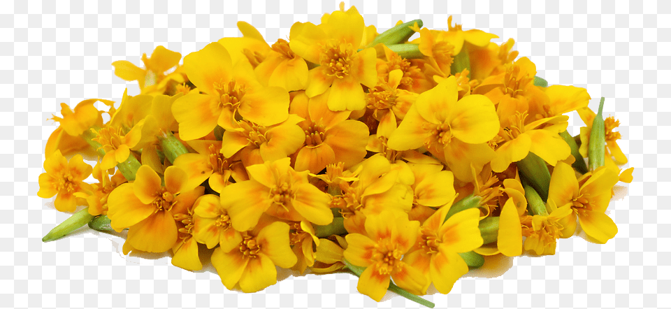 Download Marigold File Flower File Download, Flower Arrangement, Flower Bouquet, Plant, Pollen Png Image